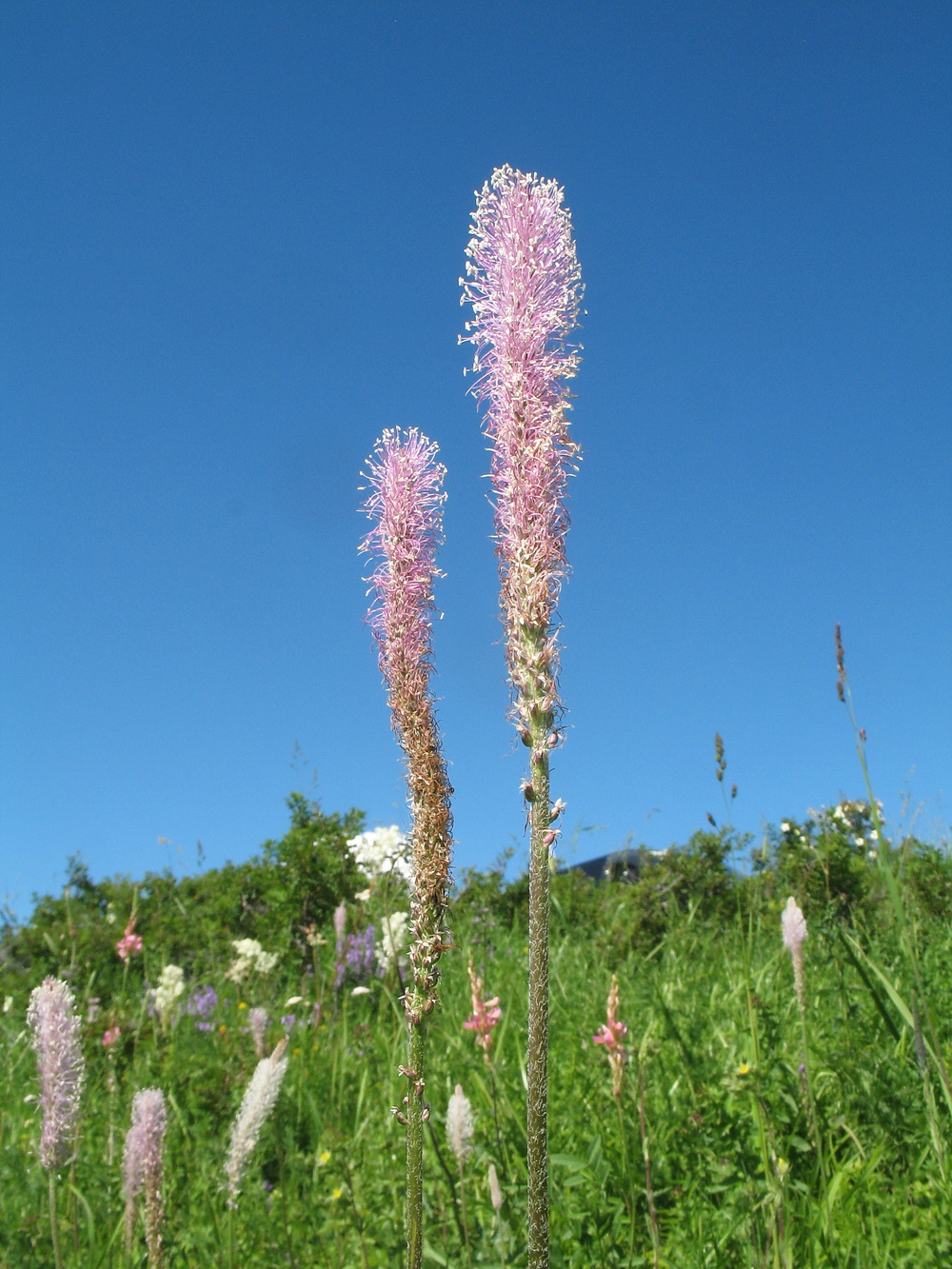 Image of Plantago media specimen.