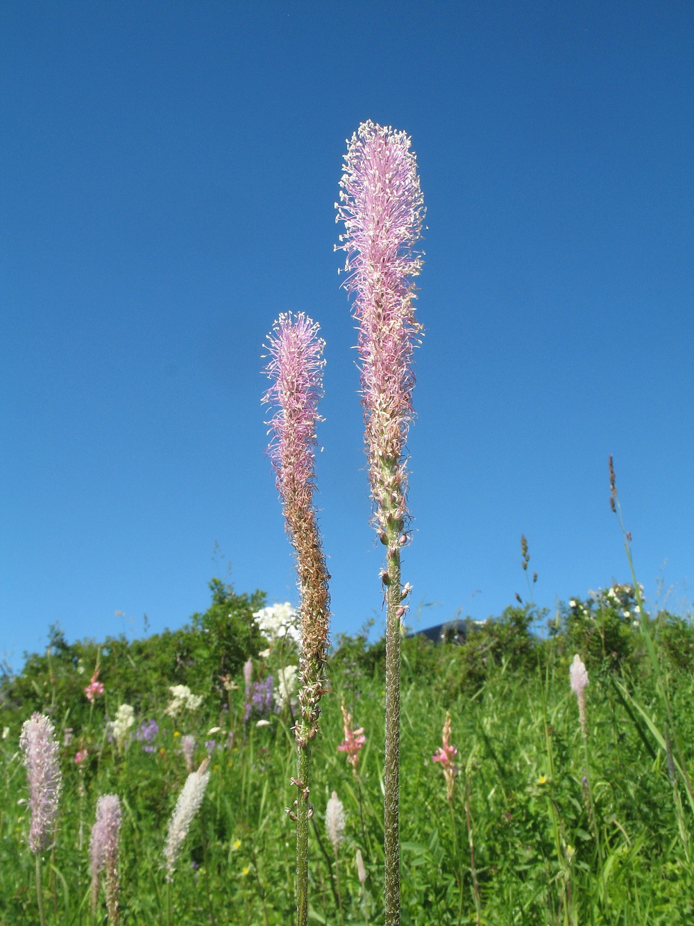 Изображение особи Plantago media.