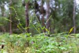 Agrimonia pilosa. Верхушка цветущего и плодоносящего растения. Беларусь, Витебская обл., ландшафтно-гидрологический заказник \"Глубокский Мох\", опушка смешанного хвойно-широколиственного леса у обочины грунтовой дороги. 01.08.2019.