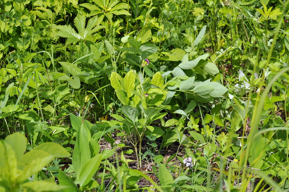 Image of Paeonia obovata specimen.