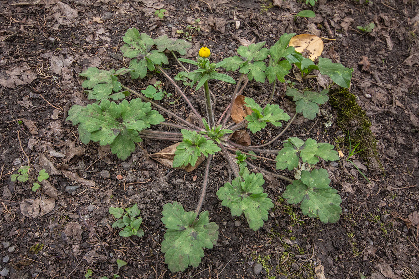 Изображение особи Ranunculus constantinopolitanus.