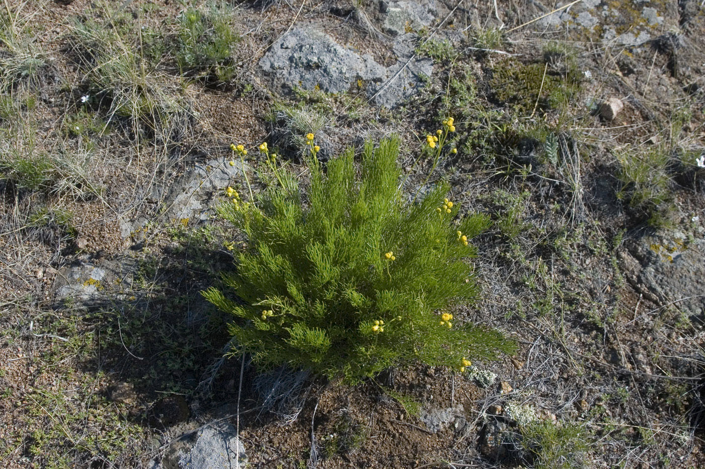 Изображение особи Filifolium sibiricum.