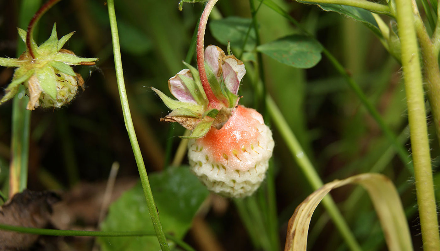 Image of Fragaria &times; ananassa specimen.