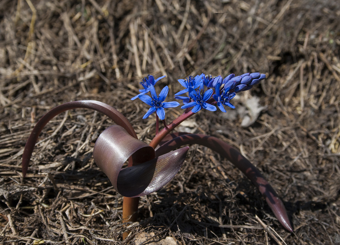 Изображение особи Scilla bifolia.