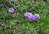 Primula farinosa