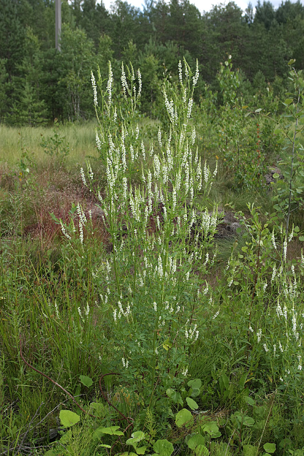 Изображение особи Melilotus albus.