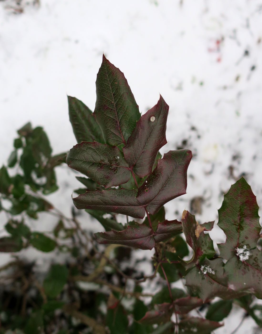 Image of Mahonia aquifolium specimen.