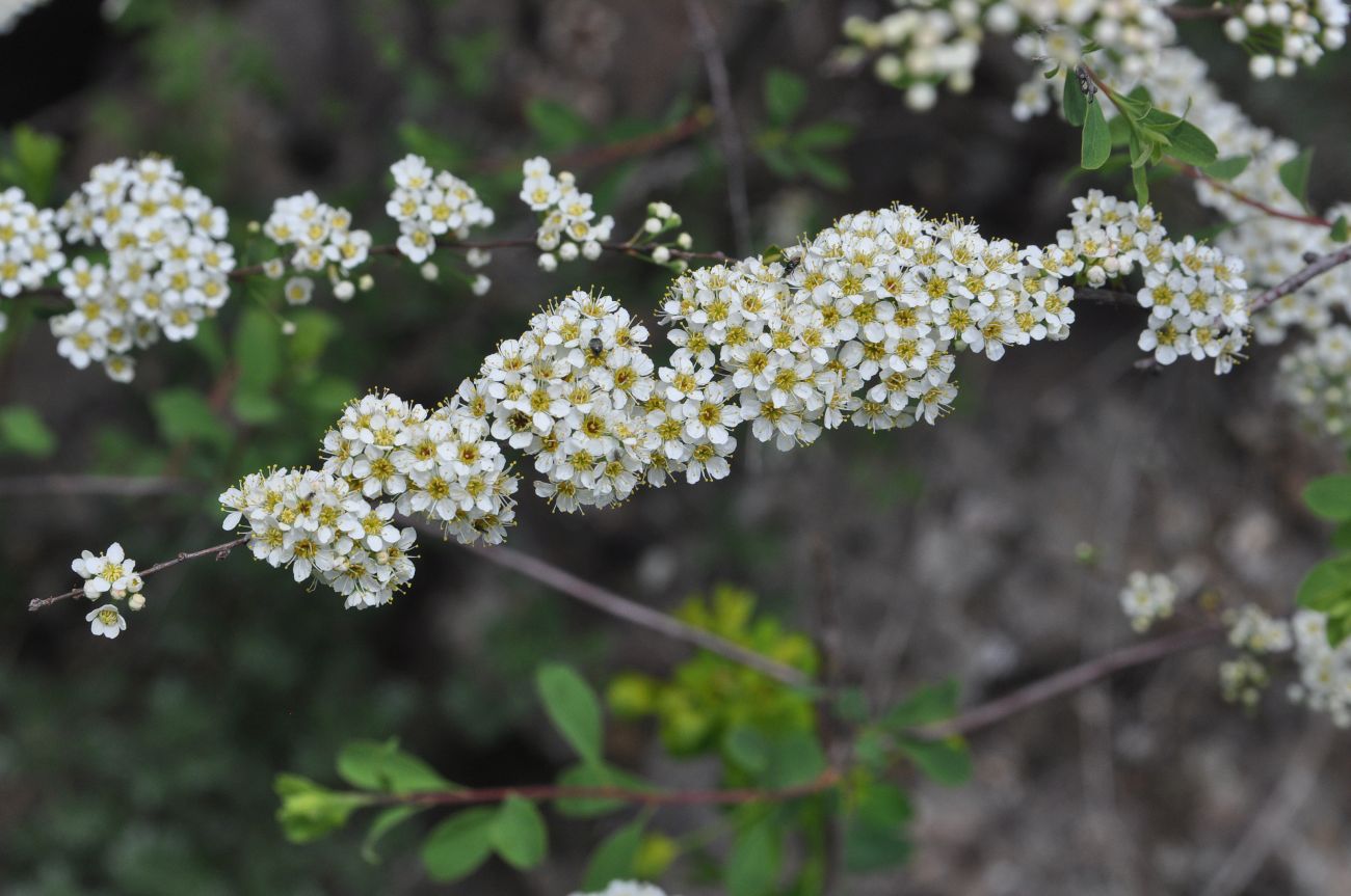 Image of Spiraea hypericifolia specimen.