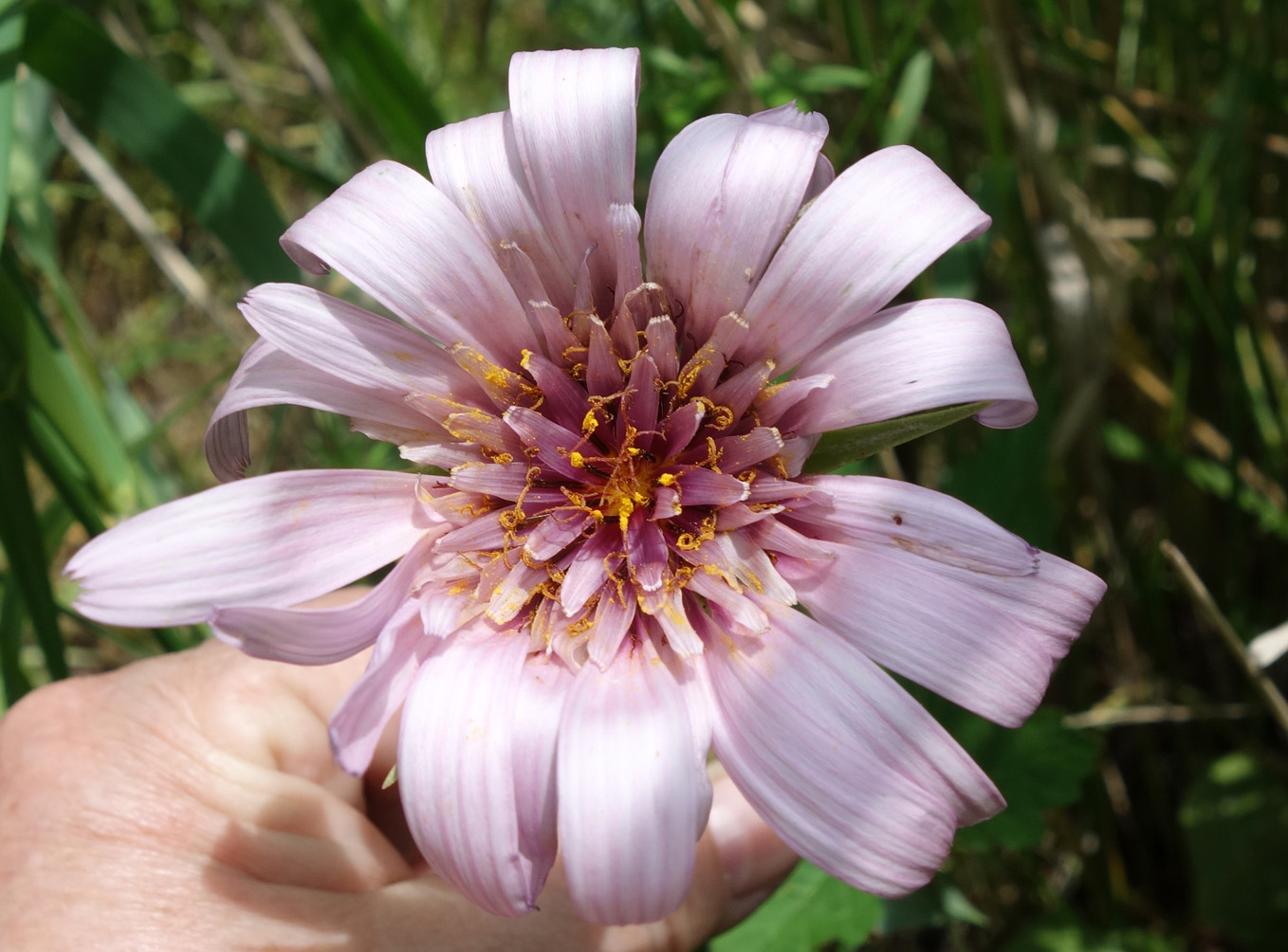 Image of Tragopogon marginifolius specimen.