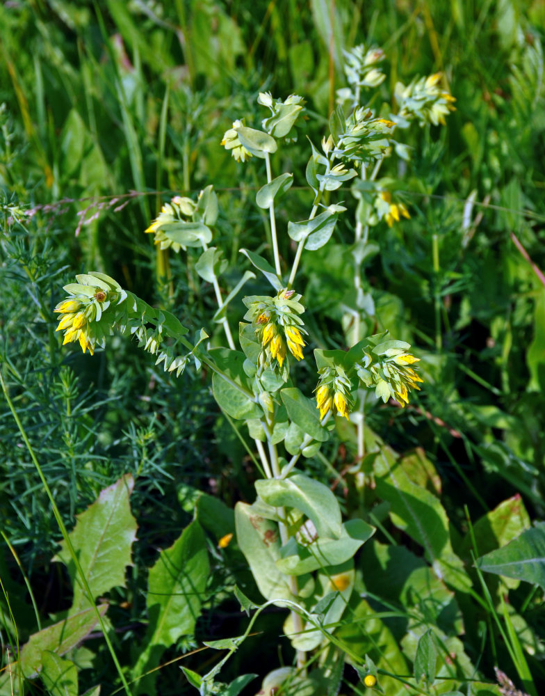 Image of Cerinthe minor specimen.
