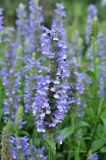 Nepeta nervosa