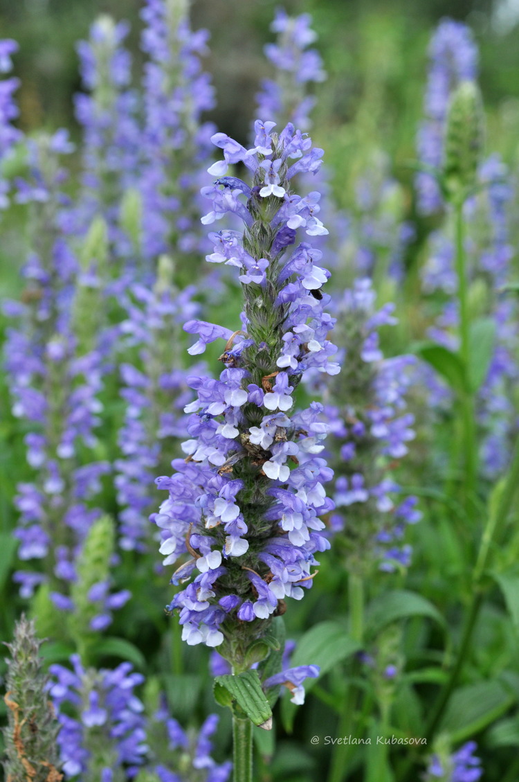 Image of Nepeta nervosa specimen.