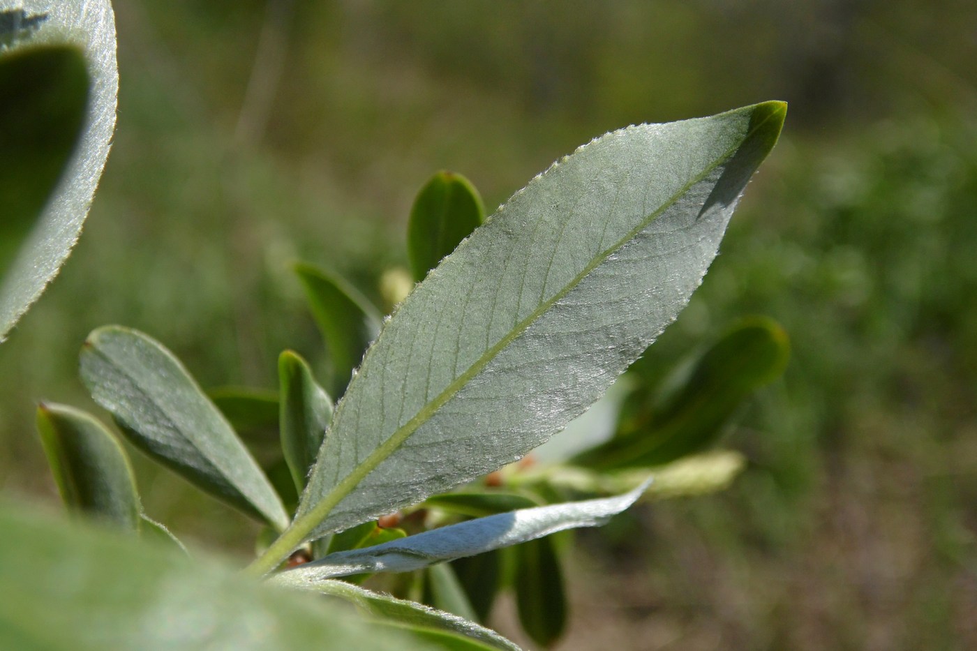 Изображение особи Salix alba.