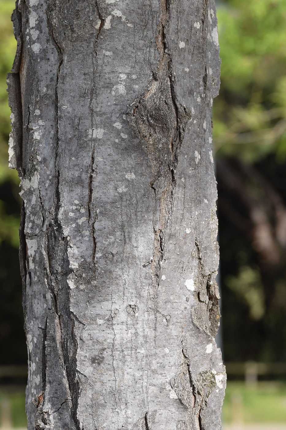 Изображение особи Gleditsia triacanthos var. laevis.