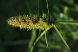 Carex neurocarpa