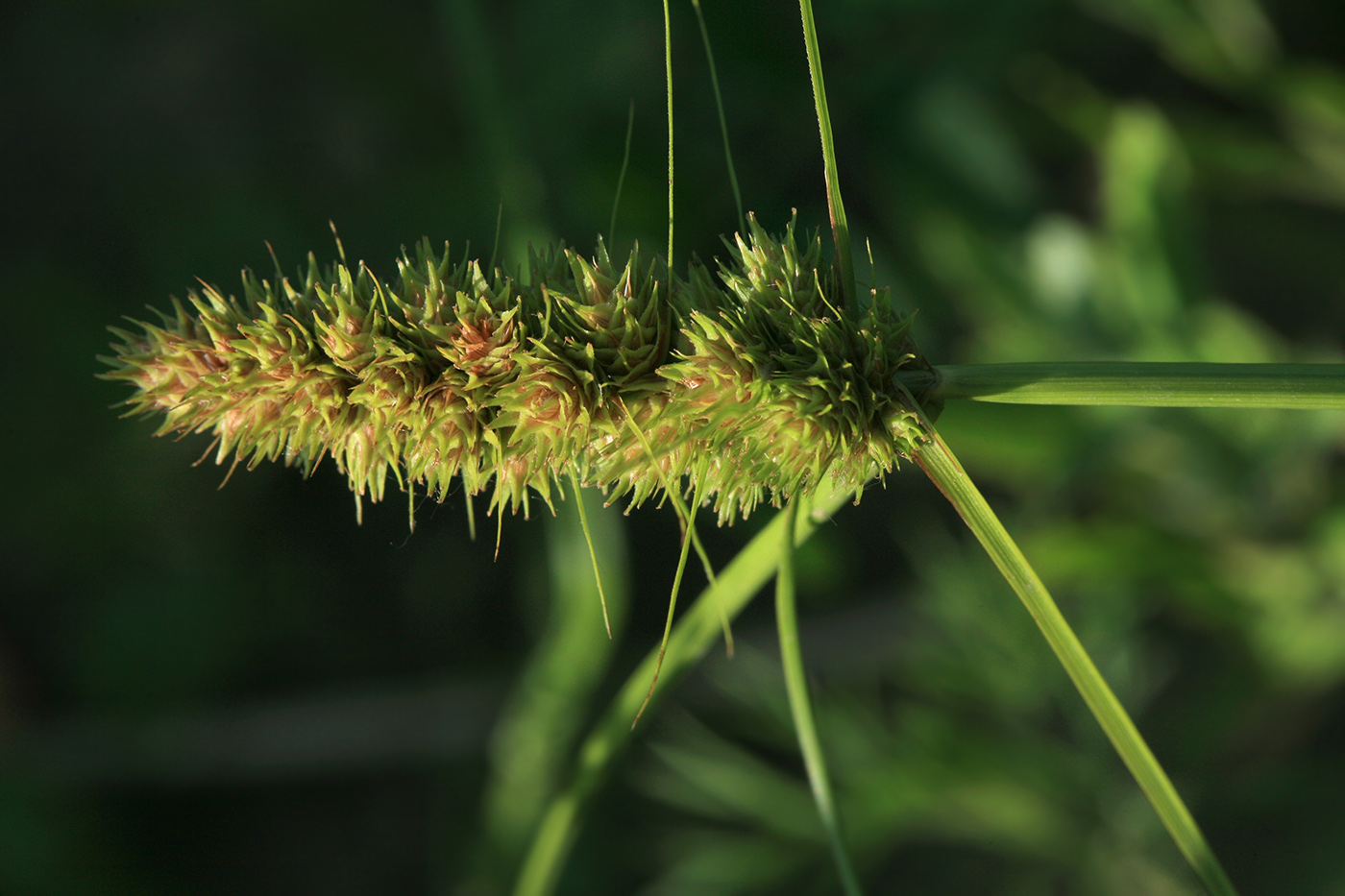 Изображение особи Carex neurocarpa.