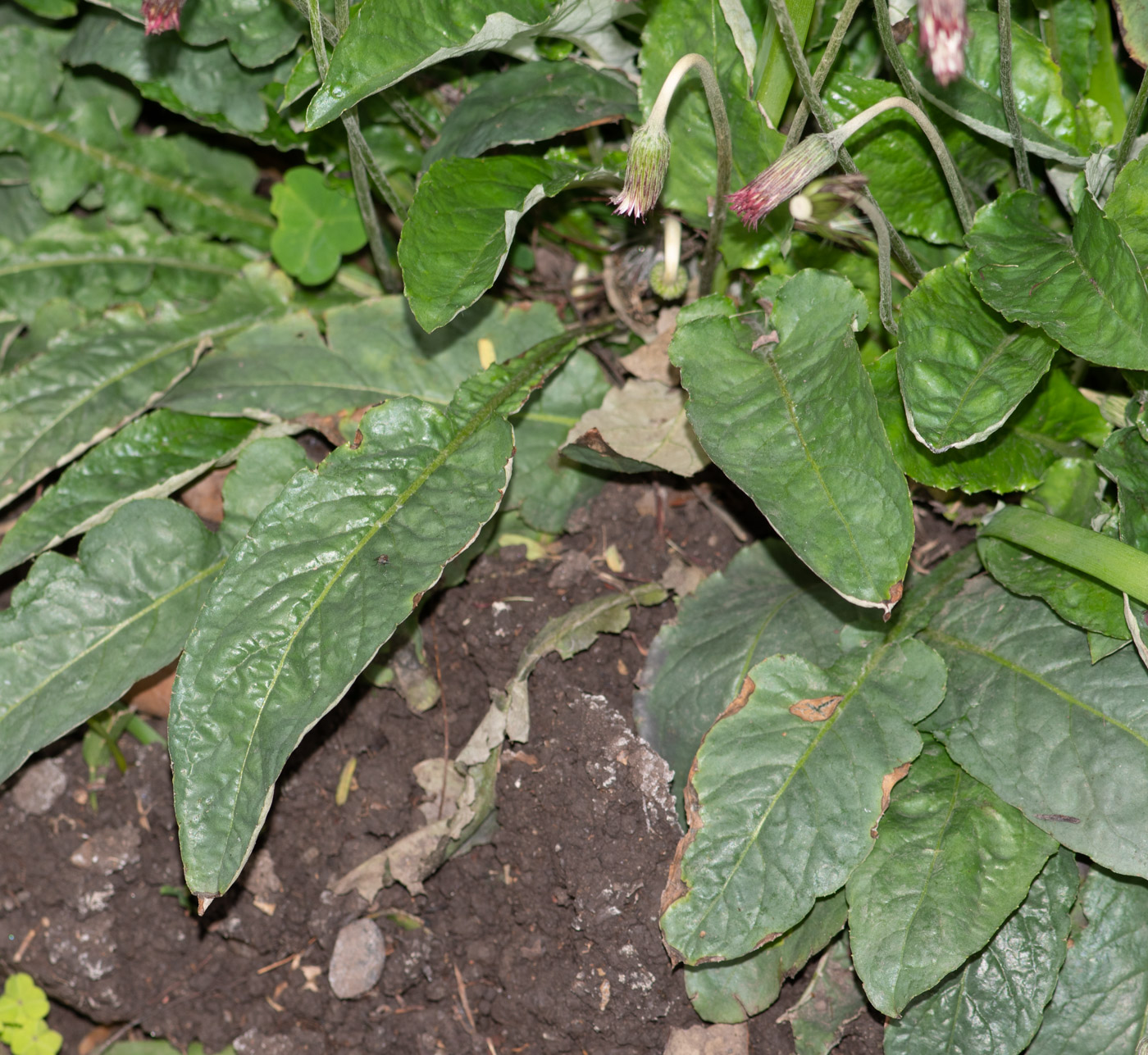 Image of Chaptalia nutans specimen.