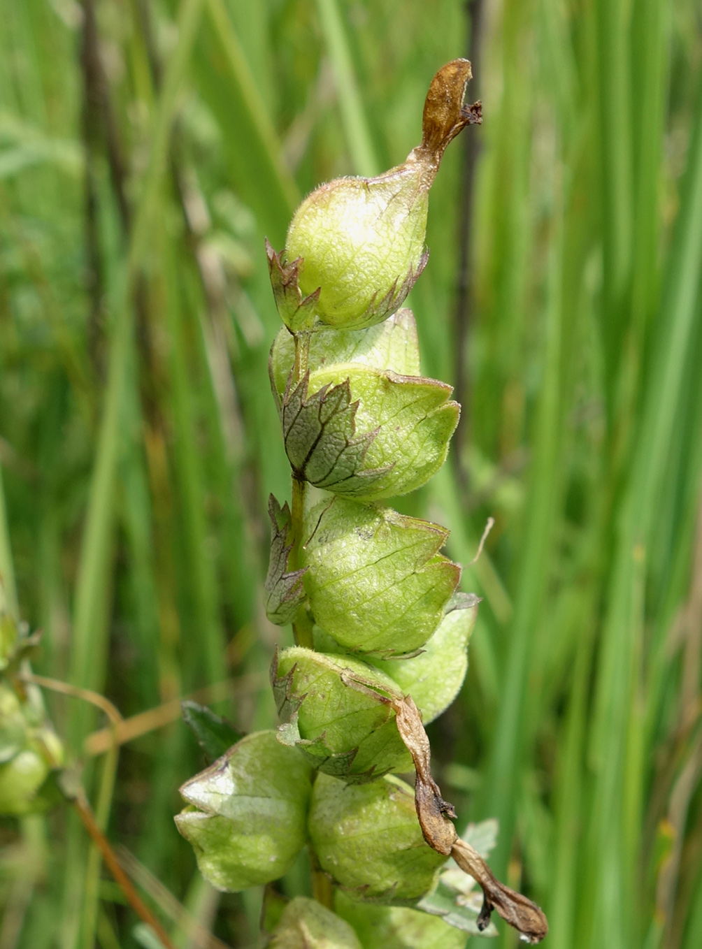 Изображение особи Rhinanthus vernalis.