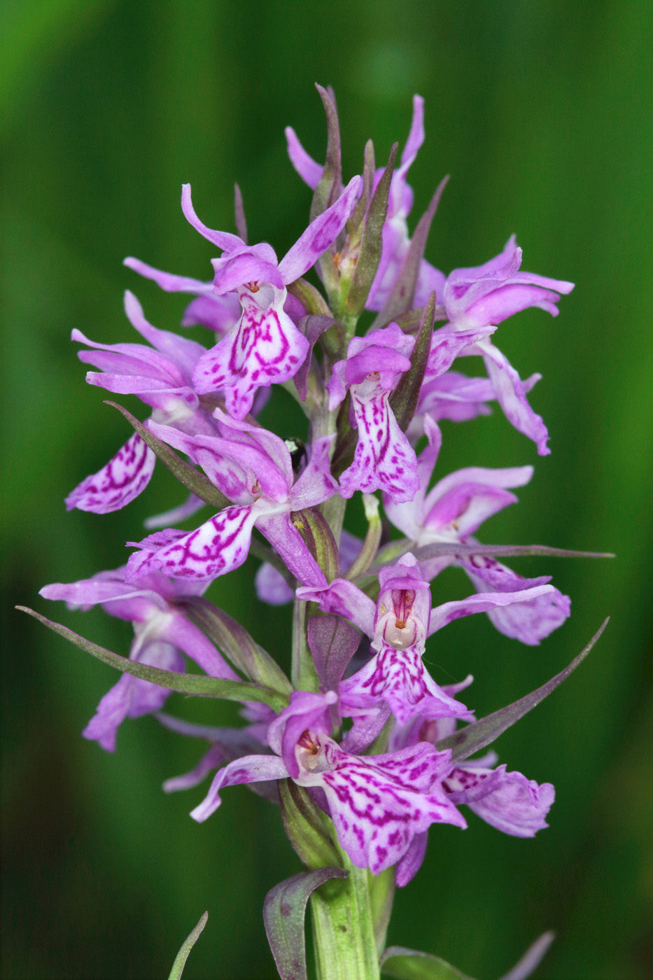 Image of Dactylorhiza urvilleana specimen.