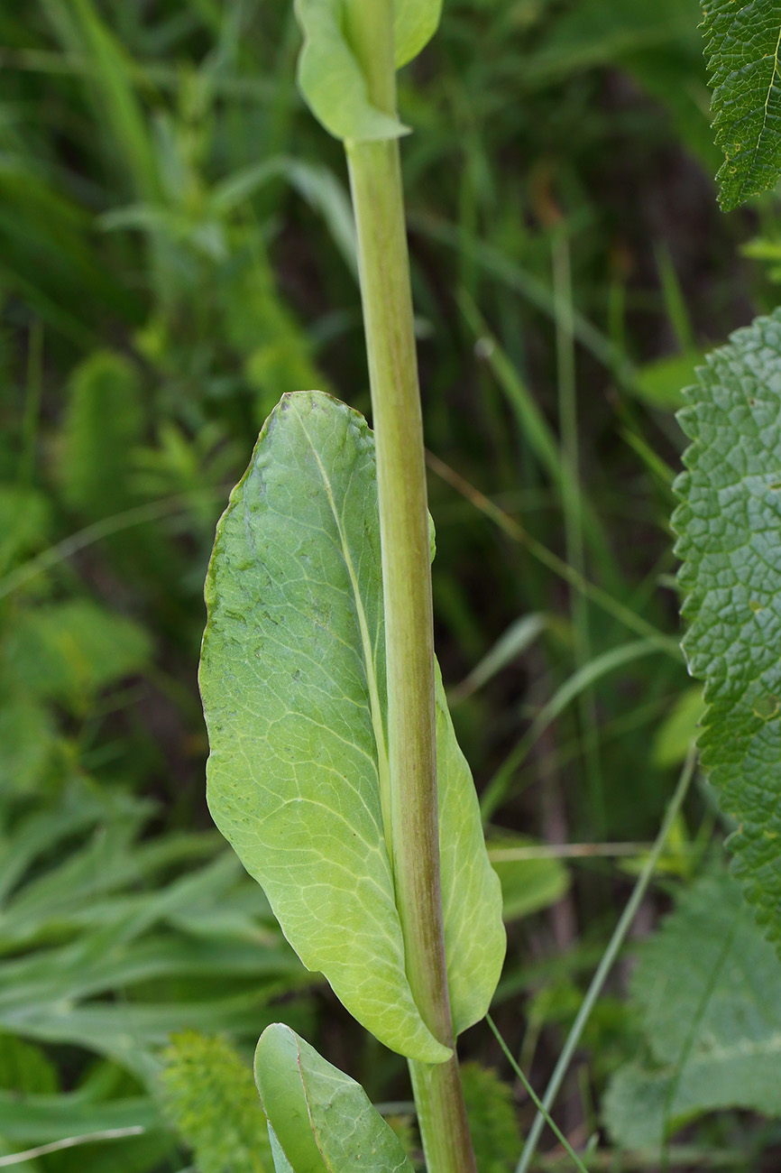 Изображение особи Ligularia glauca.