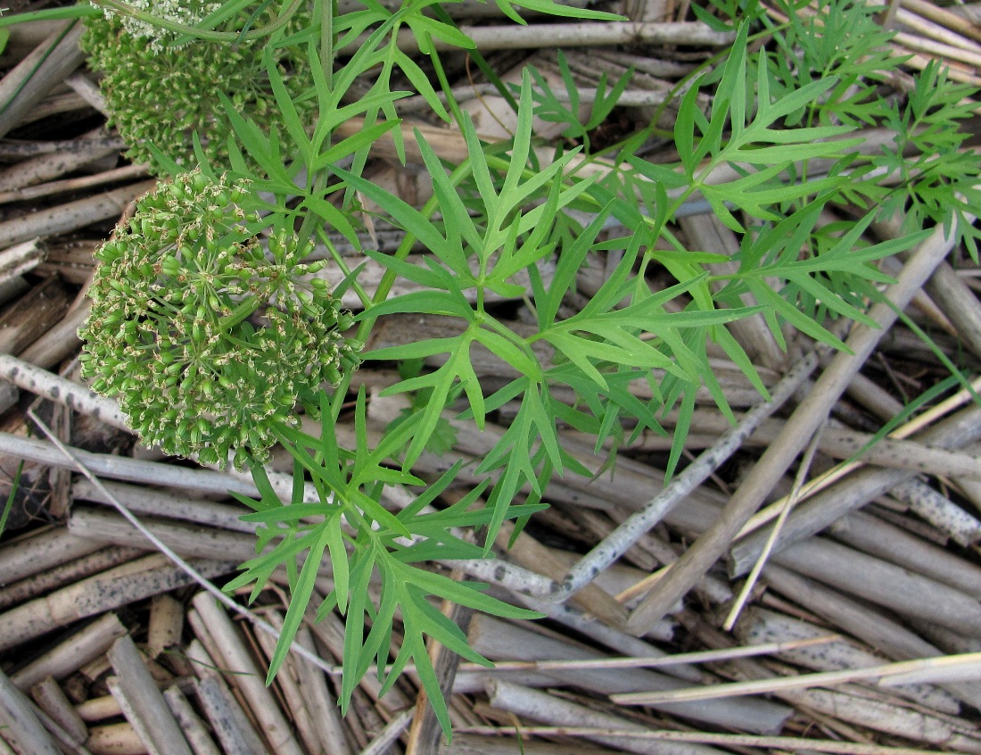 Изображение особи Cenolophium fischeri.