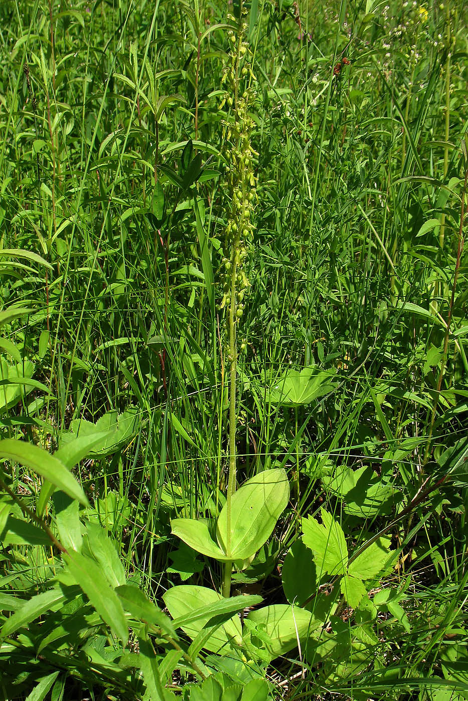 Image of Listera ovata specimen.