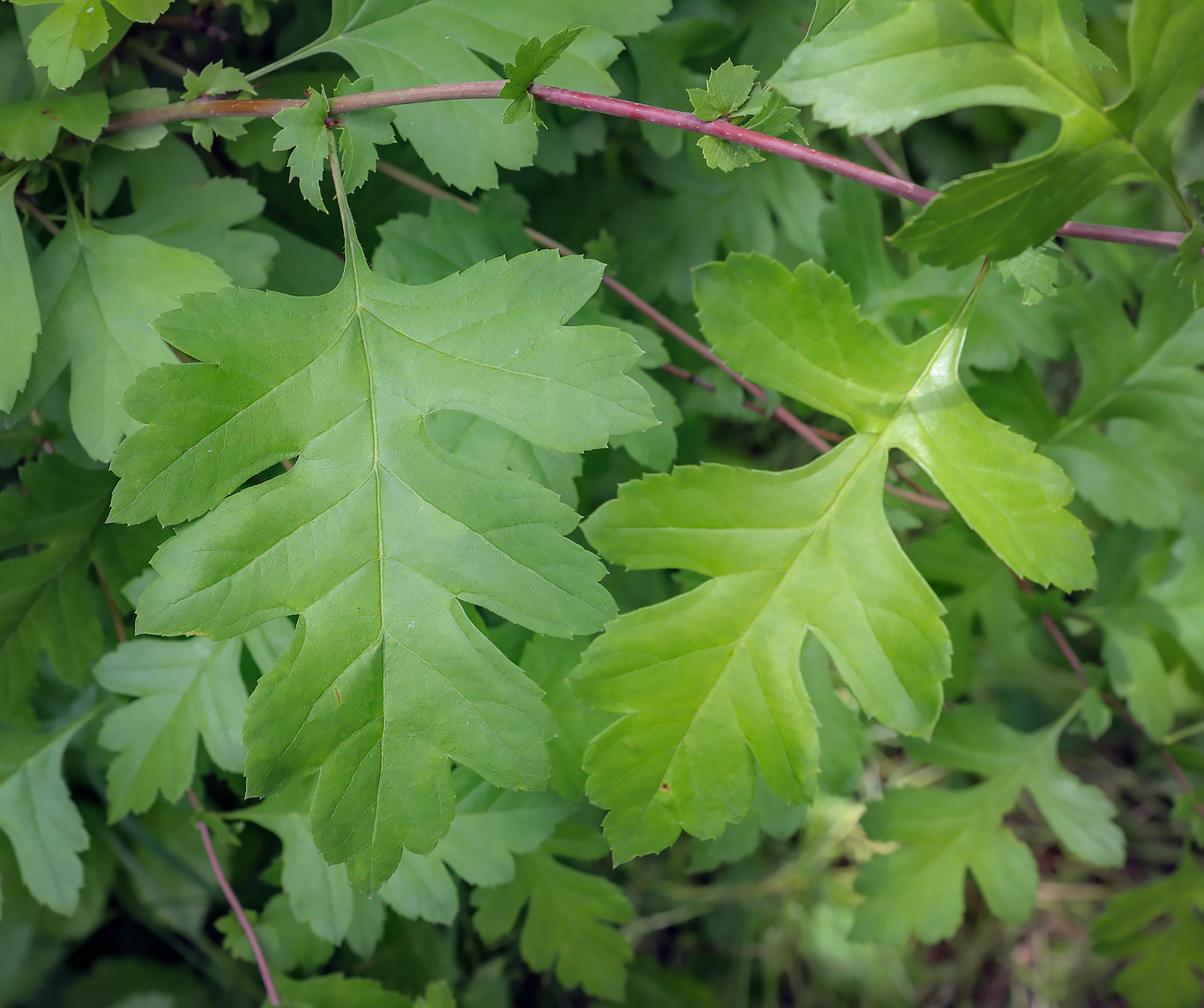 Image of Crataegus monogyna specimen.