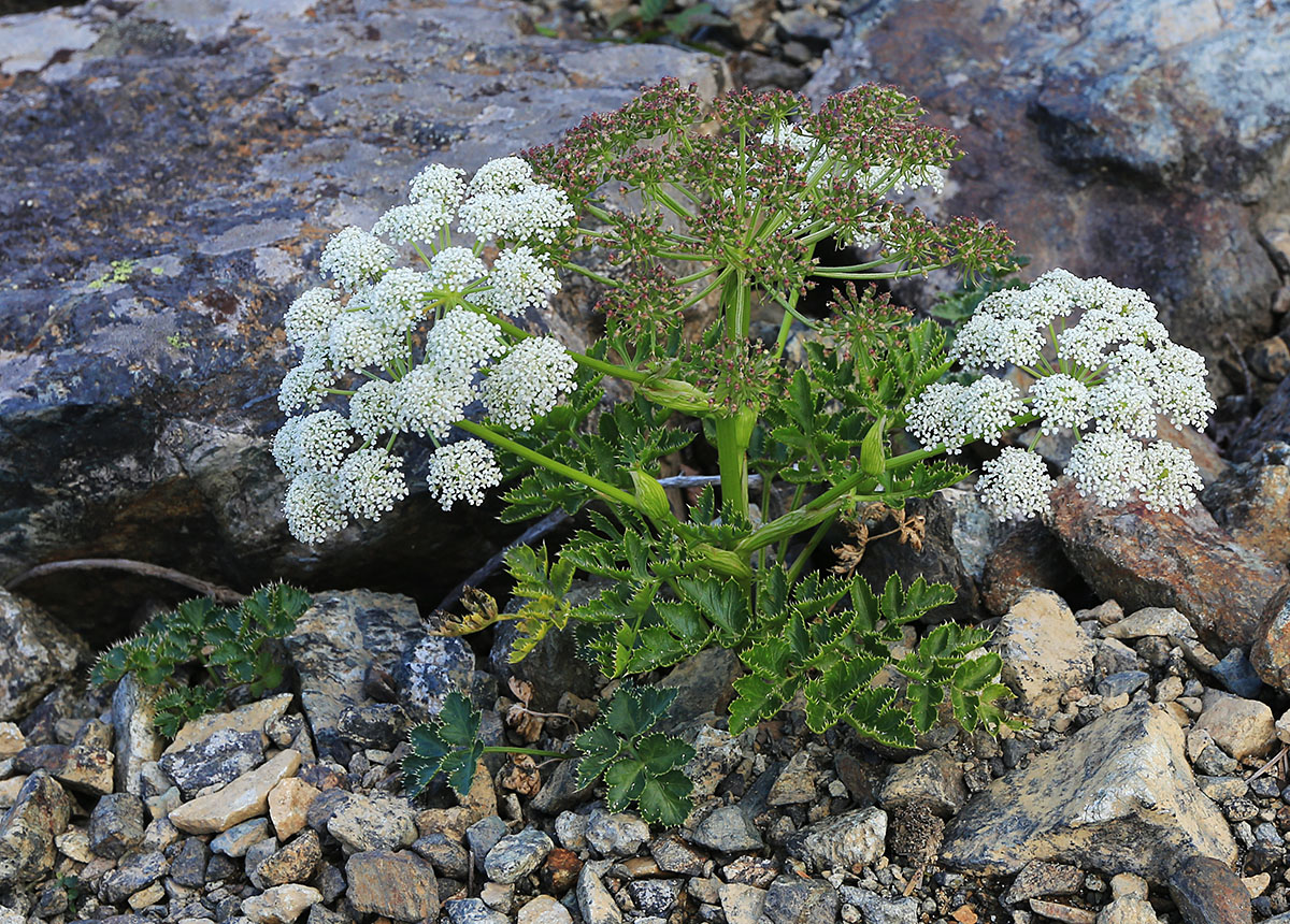Image of Kitagawia eryngiifolia specimen.