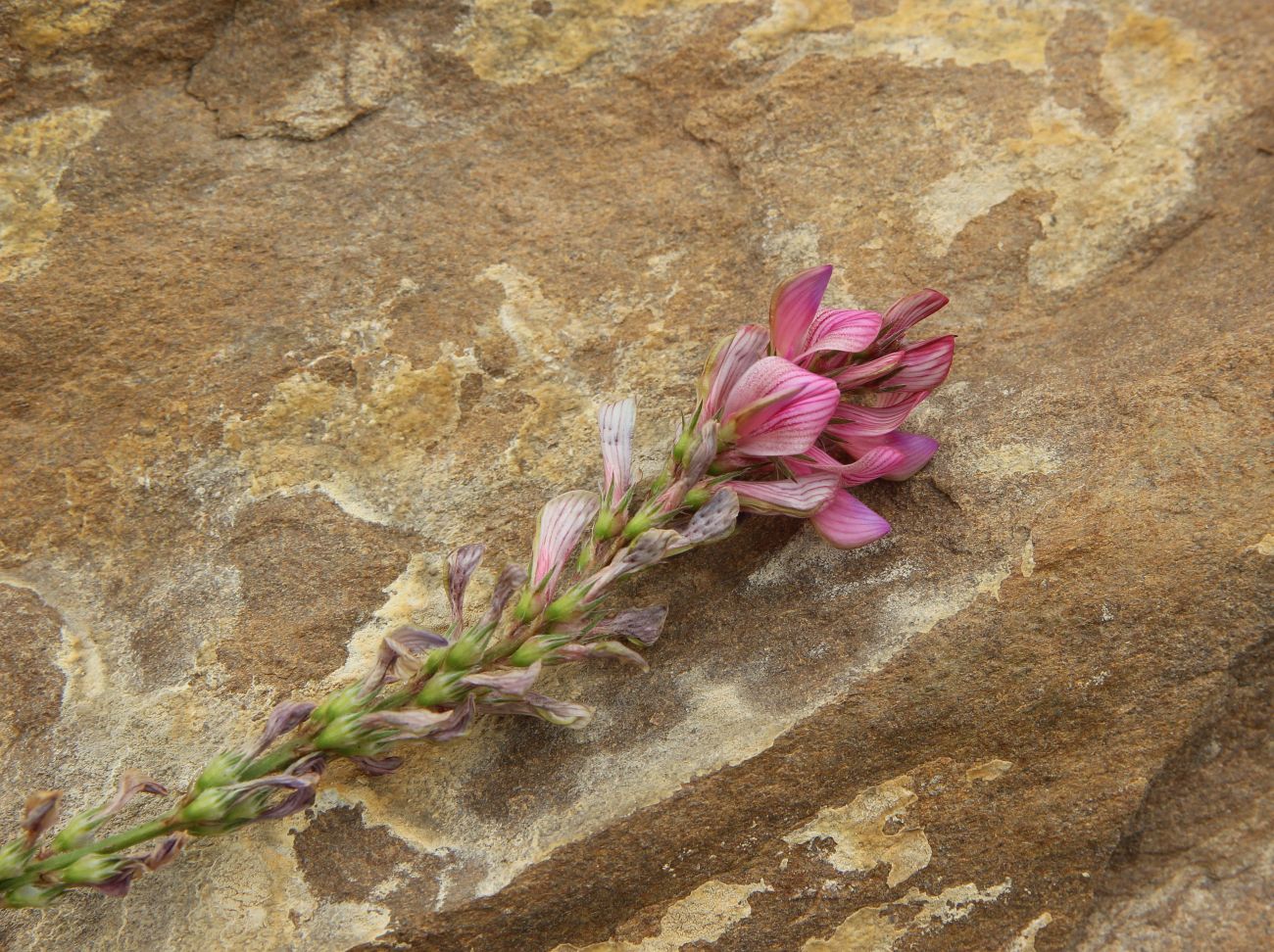 Image of genus Onobrychis specimen.