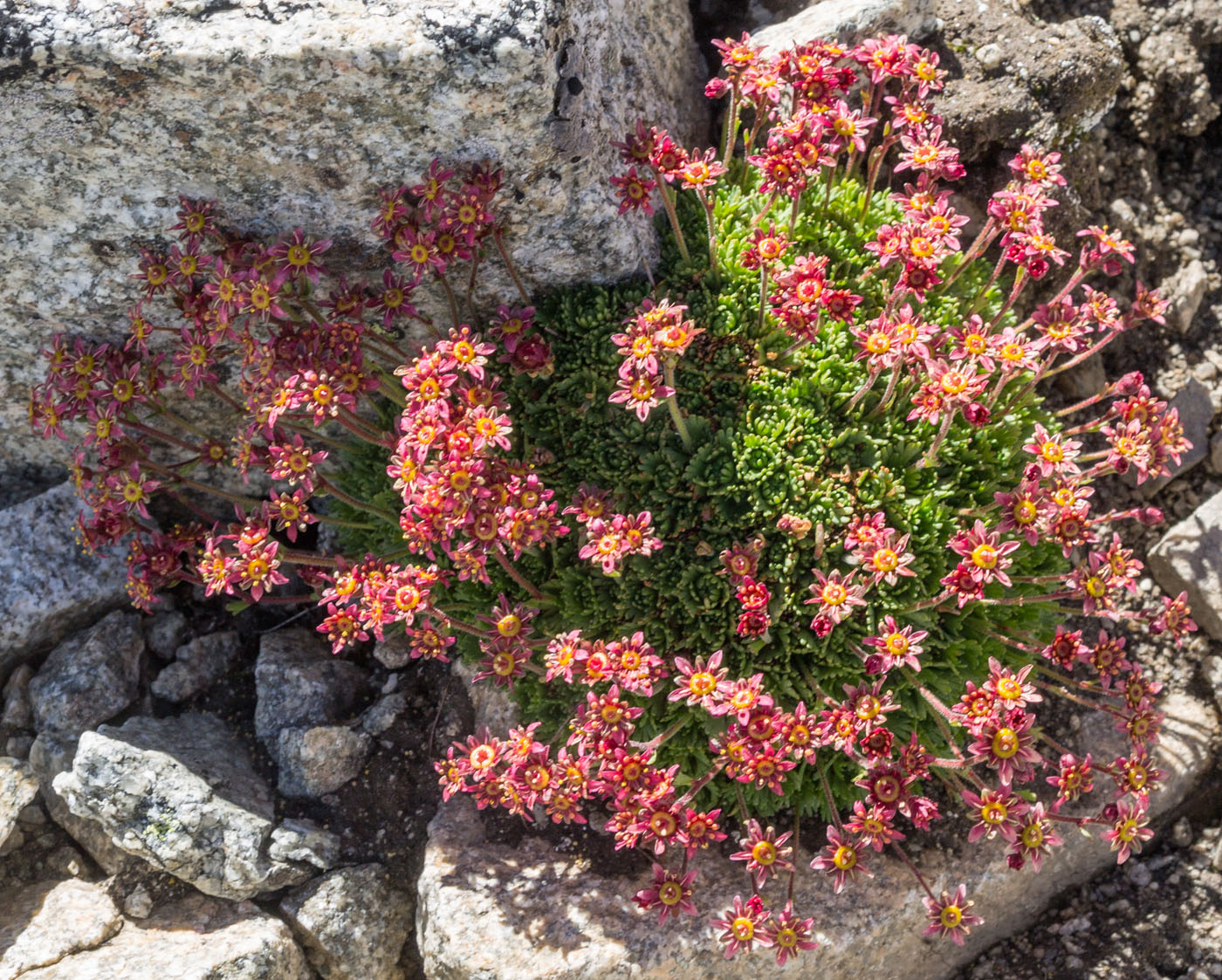 Image of Saxifraga pontica specimen.