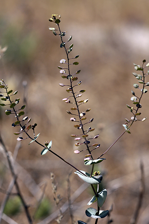 Изображение особи Lepidium perfoliatum.