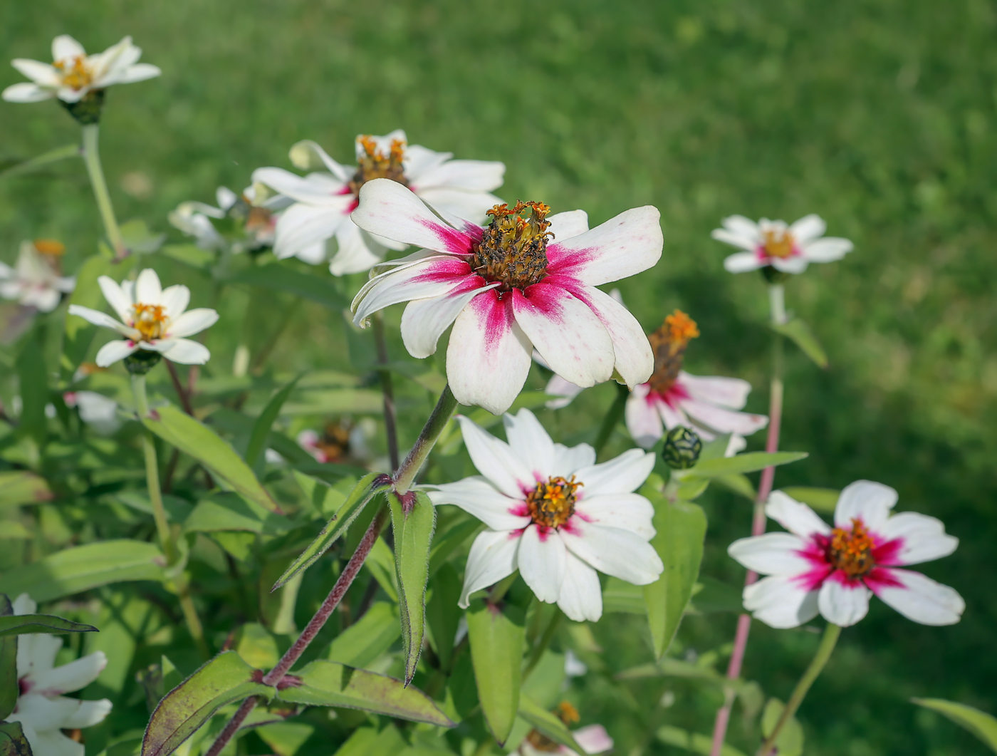 Изображение особи Zinnia elegans.