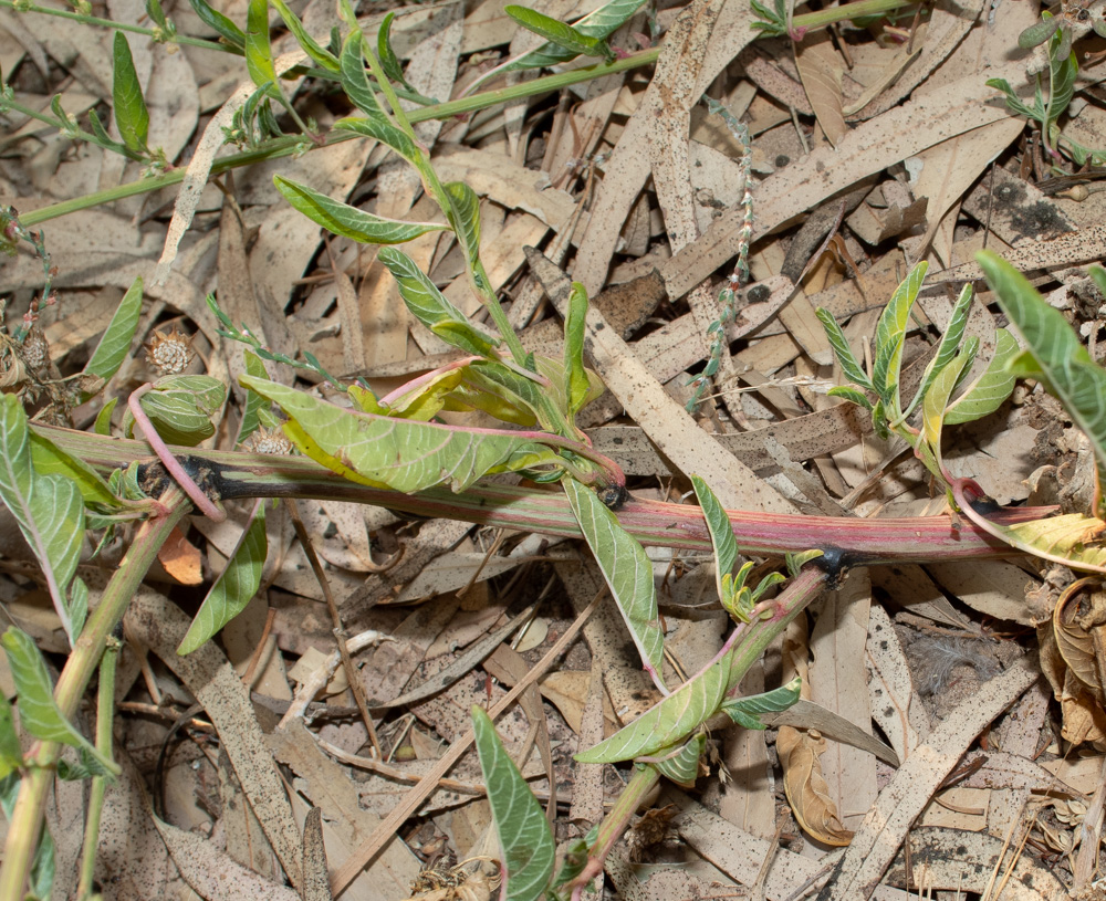 Image of Amaranthus tuberculatus specimen.