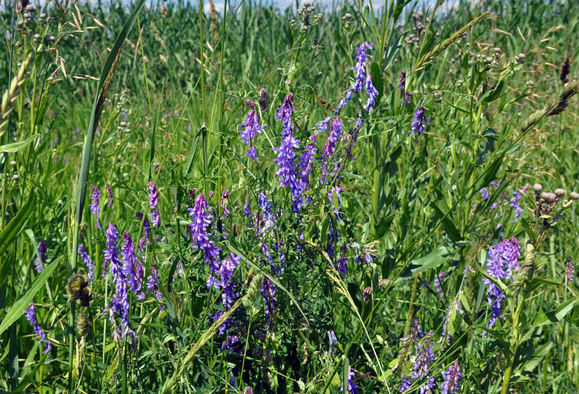 Image of Vicia cracca specimen.