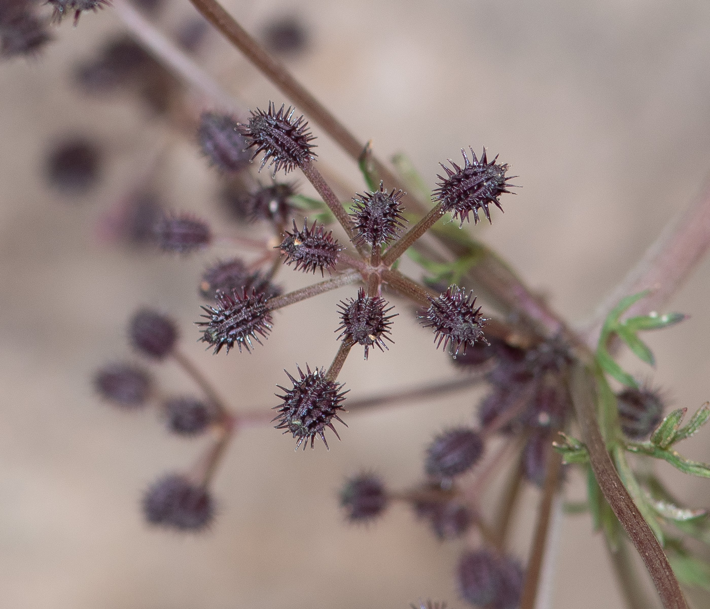 Image of Daucus montanus specimen.