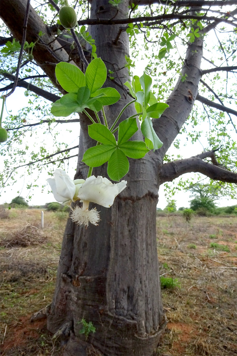 Изображение особи Adansonia digitata.