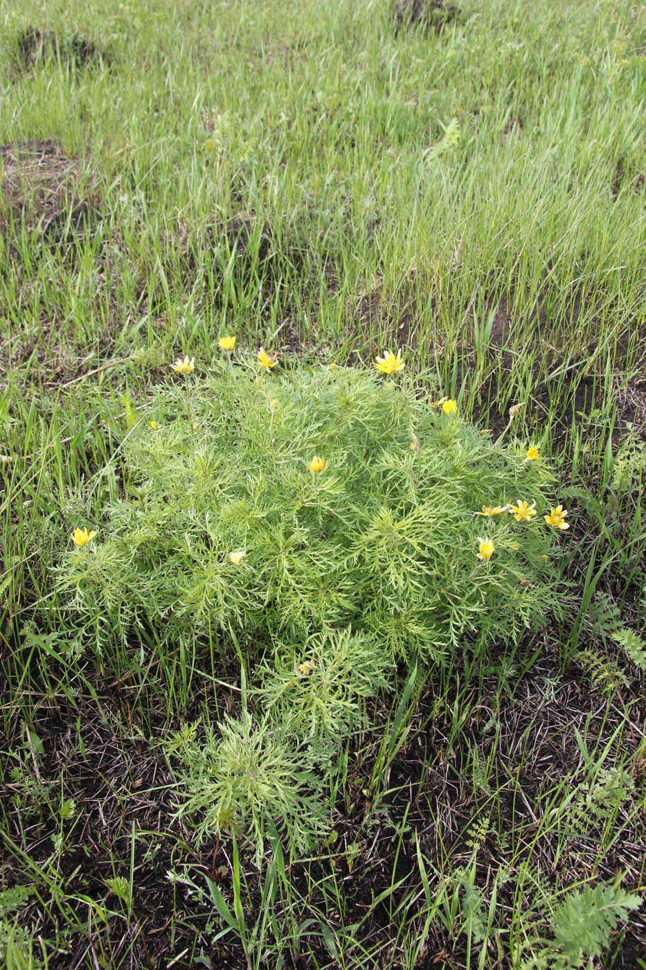 Image of Adonis volgensis specimen.