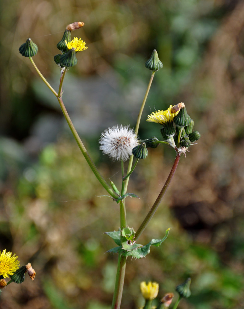 Изображение особи Sonchus oleraceus.