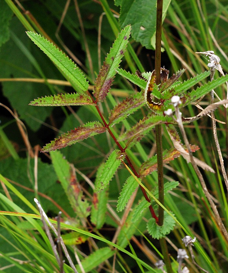 Image of Sanguisorba parviflora specimen.