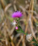 Carduus acanthoides. Верхушка побега с соцветием и соплодиями. Тульская обл., Узловский р-н, Романцевские горы, залежь. 03.10.2020.