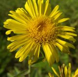 Inula salicina. Соцветие. Тульская обл., Плавский р-н, окр. пос. Молочные Дворы, балка, суходольный луг. 23.07.2008.