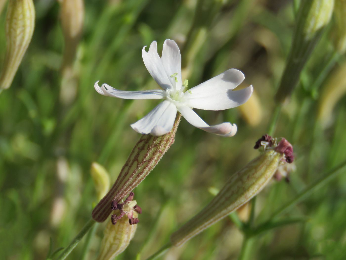 Image of Silene kuschakewiczii specimen.