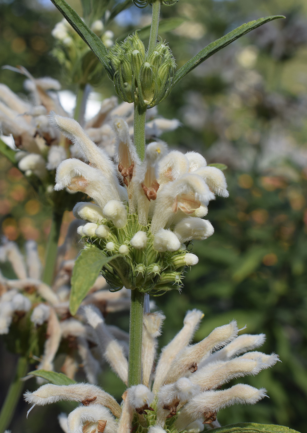 Image of Leonotis leonurus specimen.