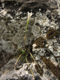 Gagea graeca. Отцветающее растение. Греция, о. Родос, окр. монастыря Панагия Цамбика, в скальной расщелине. 5 мая 2011 г.