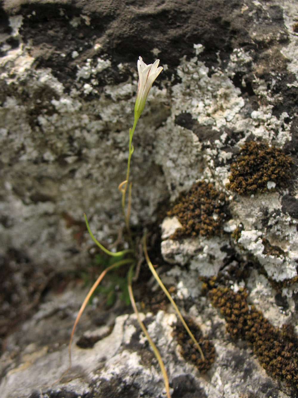 Image of Gagea graeca specimen.