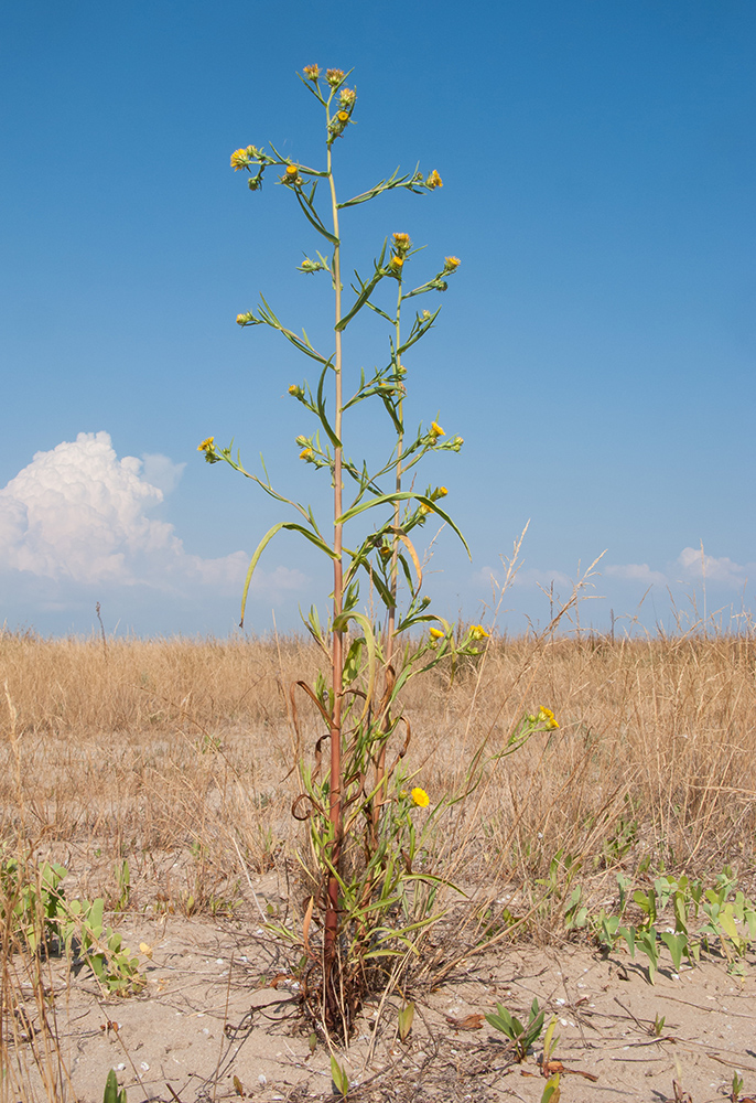 Image of Inula caspica specimen.