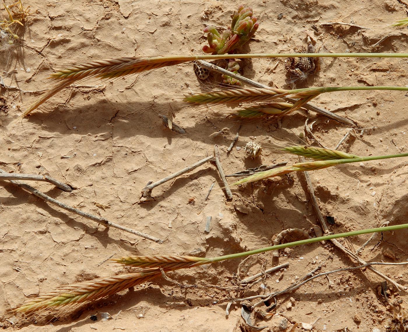 Image of Trachynia distachya specimen.