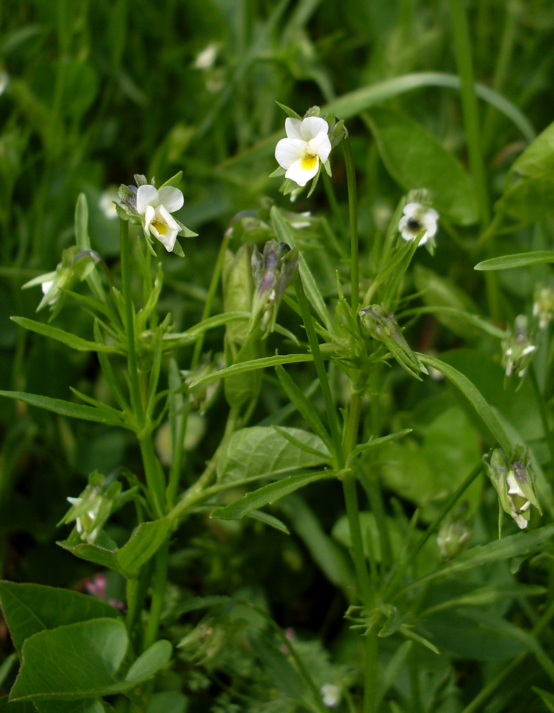 Image of Viola arvensis specimen.