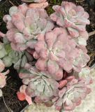 Sedum spathulifolium