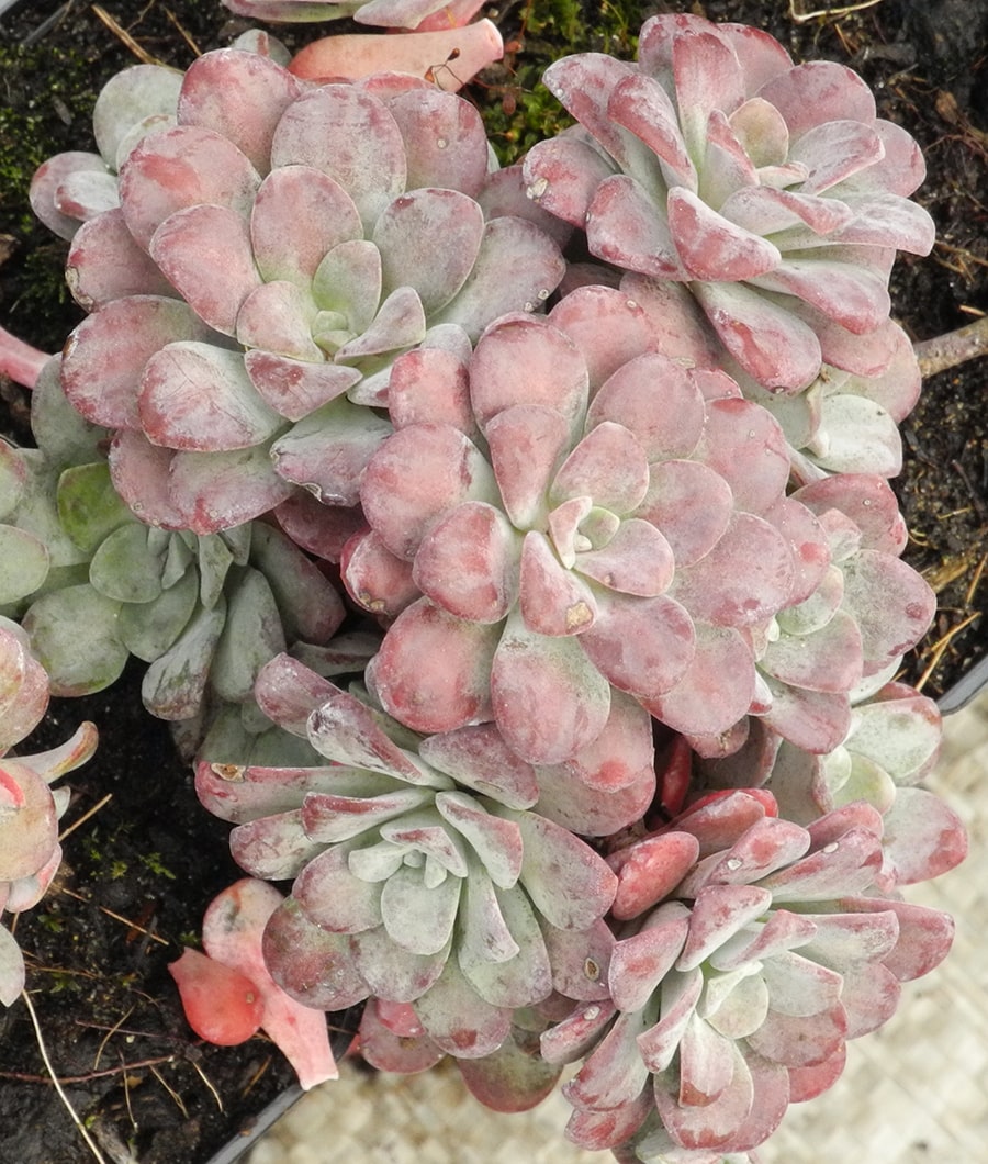 Image of Sedum spathulifolium specimen.